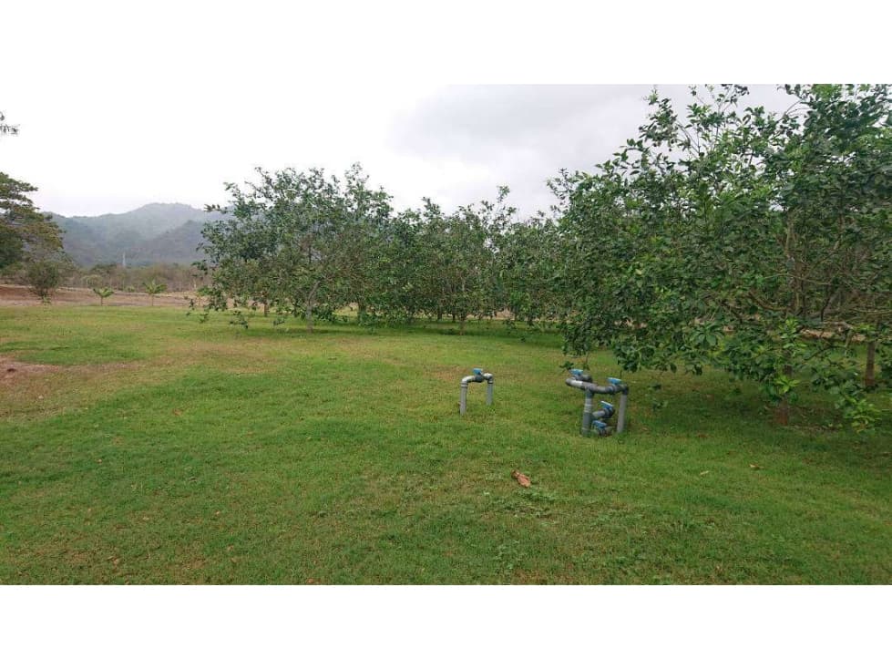 Se vende Quinta productiva sector los Bajos de Montecristi 10 has - 1