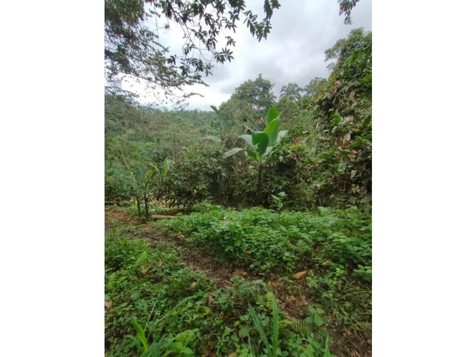 Venta Finca en Mompiche, 19.5 hectáreas, Esmeraldas $65,000 - 1