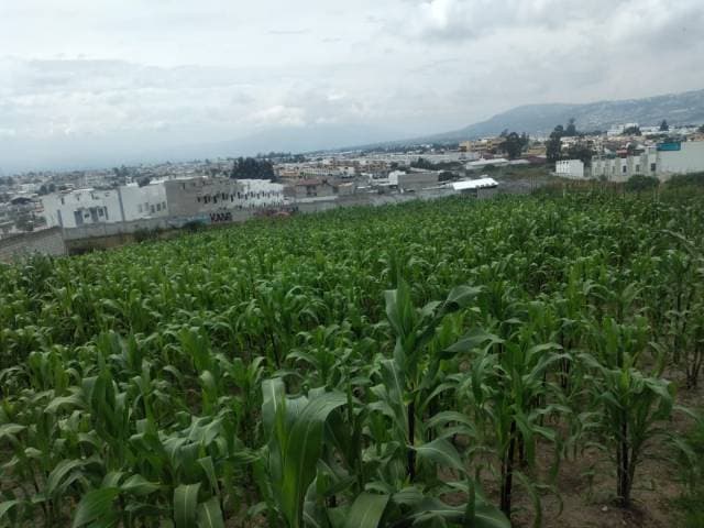 TERRENO DE AARIENDO - 1