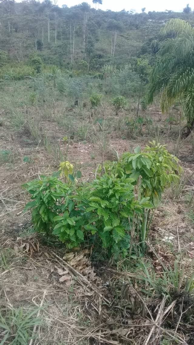 De oportunidad se vende una Finca - 1