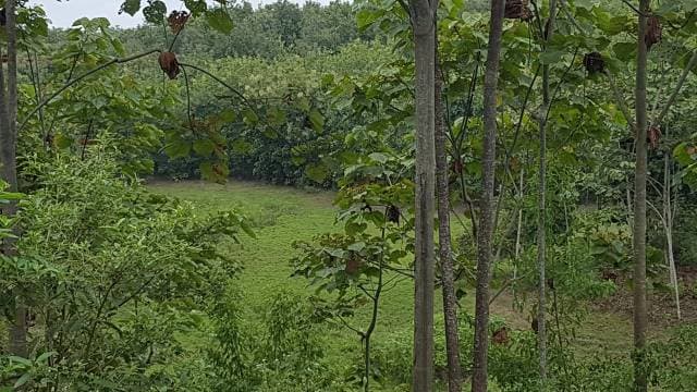 Venta de finca con teca, boya, mango y pasto - 1