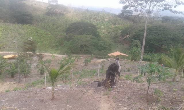 COOPERATIVA DE PRODUCCION AGROPECUARIA EL TECAL "COOPTECAL" - 1