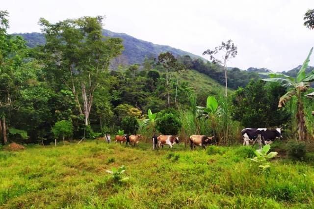 Finca para ganadería en venta Tandapi cantón Mejía - 1