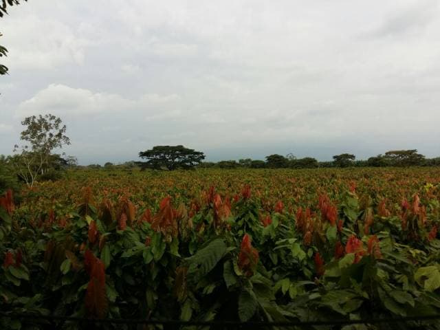 23.30 Has Finca Cacaotera - 1
