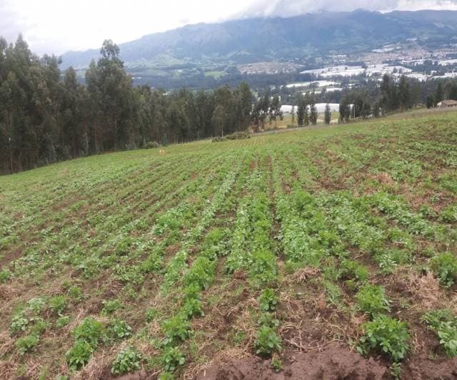 TERRENO DE 16.8 HECTÁREAS EN TUPIGACHI-TABACUNDO - 1