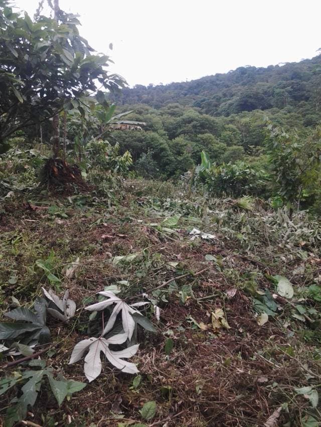 Vendo finca de 45 has a 30 minutos de la ciudad de Mera (Pastaza-Ecuador) - 1