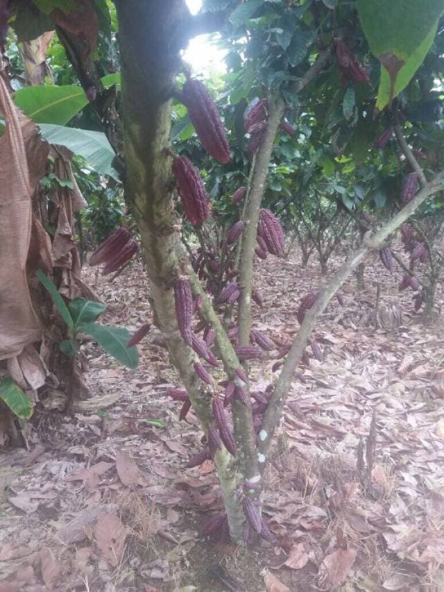 VENDO 11 HECTAREAS DE CACAO RAMILLA EN PRODUCCIÓN - 1