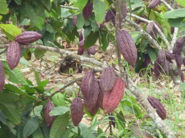 Vendo hacienda con múltiples siembras - 1