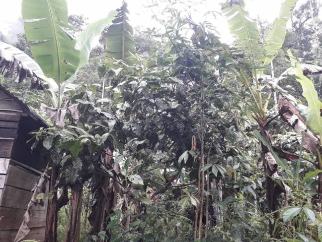 FINCA DE 10.4 HA EN VENTA EN SUCUMBÍOS - 1