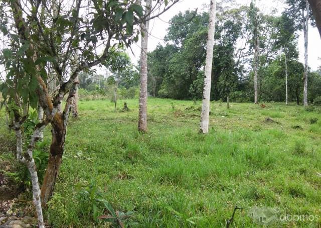 Hermosa propiedad de 8 hectáreas, colinda con el carretero a Misahuallí y con el río Napo - 1
