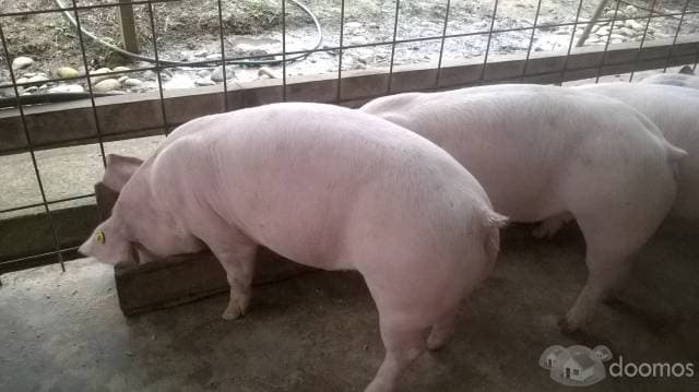 VENDO DOS HERMOSAS FINCAS GANADERAS Y PORCINAS - 1