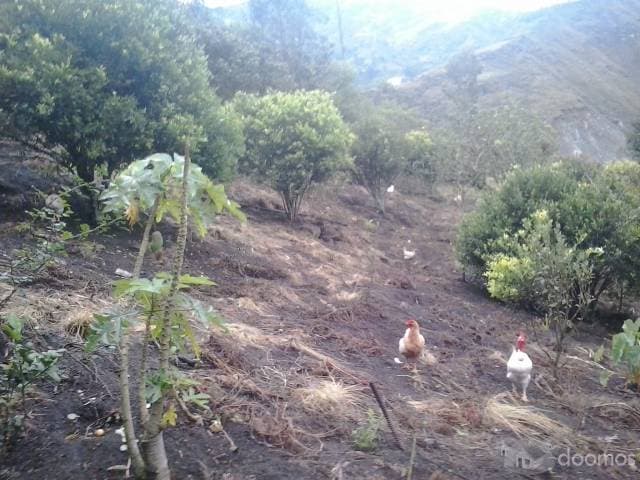 VENDO  3 LOTES TERRENO DE 300 m2  ZONA DE ALTA PLUSVALIA DE BAÑOS - 1