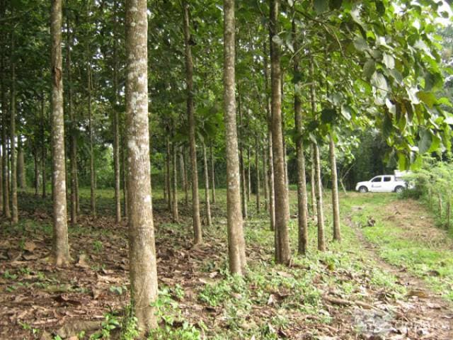 Venta Finca 3 Hectáreas y Media con teca de 13 años en Mocache - 1