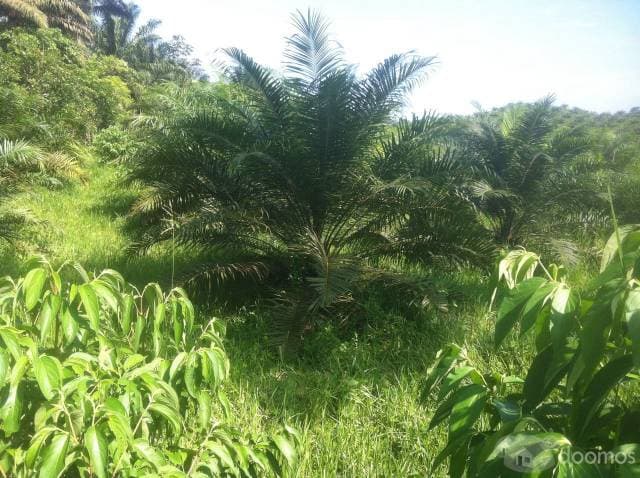 FINCA 110 hectáreas en QUINIDE de PALMA Africana en producción - 1
