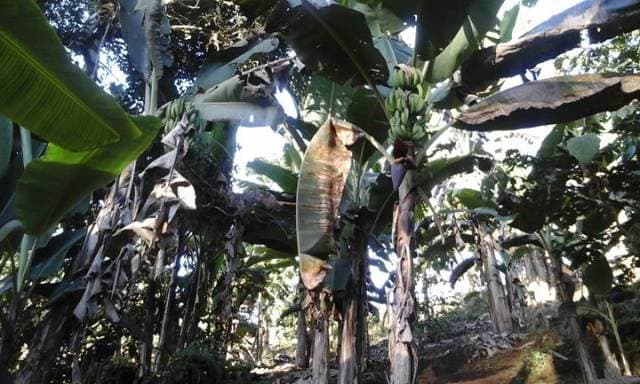 ¡¡DE OPORTUNIDAD!! EN PASTAZA, SE VENDE UNA FINCA!! - 1