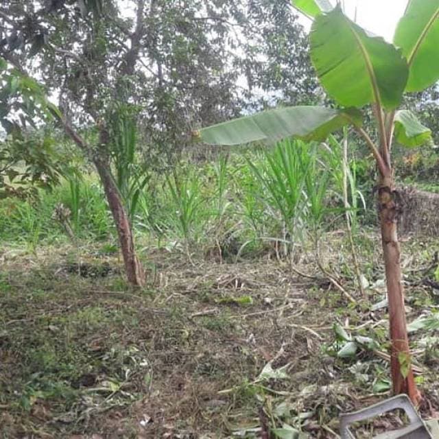VENDO DE OPORTUNIDAD HERMOSA FINCA CON FRUTALES - 1