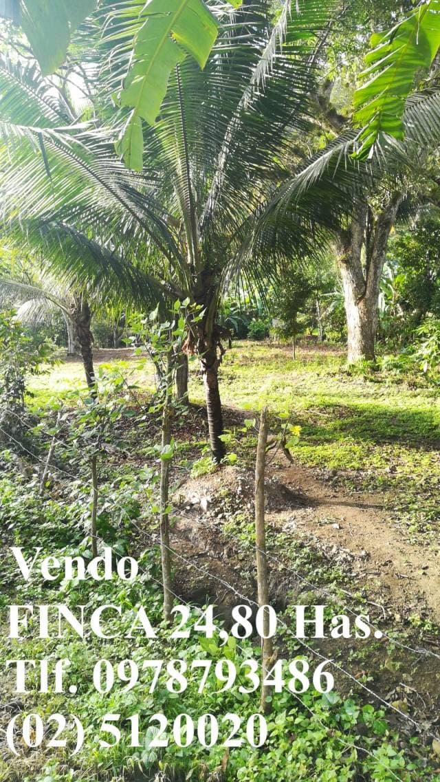 Finca Vendo 24,80 Has. 80.000 dólares (3.225,806 $ hectárea) Frente Atacames 20Min. Tlf. 0978793486  (02) 5120020 - 1