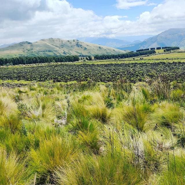 10 Hectáreas en venta Olmedo- Cayambe - 1