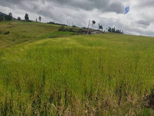 DE VENTA 5 HECTÁREAS EN CHAUPI CAYAMBE - 1