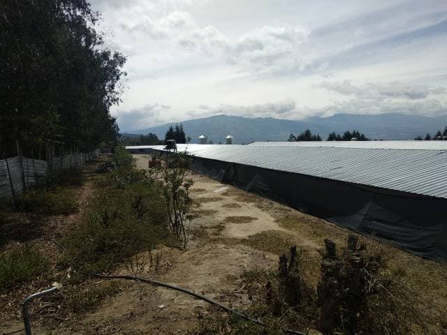 EN VENTA GALPONES DE POLLOS EN MALCHINGUI - 1