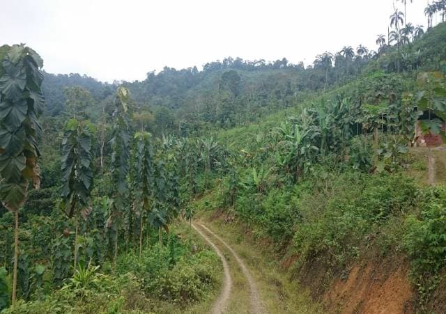 Finca Productiva, excelente oportunidad de inversión! - 1