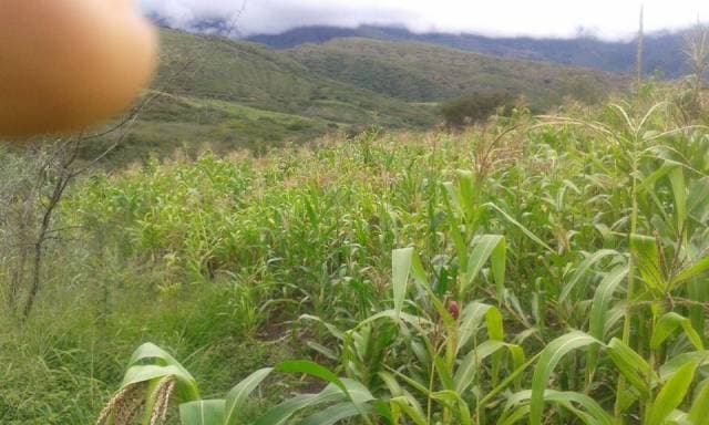 VENDO TERRENO EN SAN JOSÈ DE CEIBOPAMBA - 1
