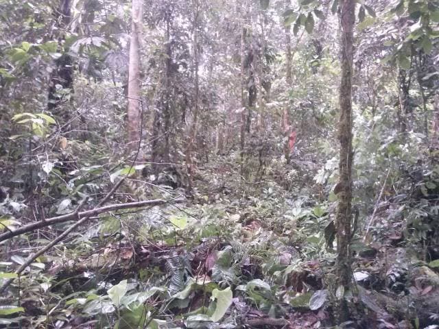 FINCA DE 39 HECTÁREAS EN LA CIUDAD DE PUYO , $ 20.000 PRECIO NEGOCIABLE. - 1