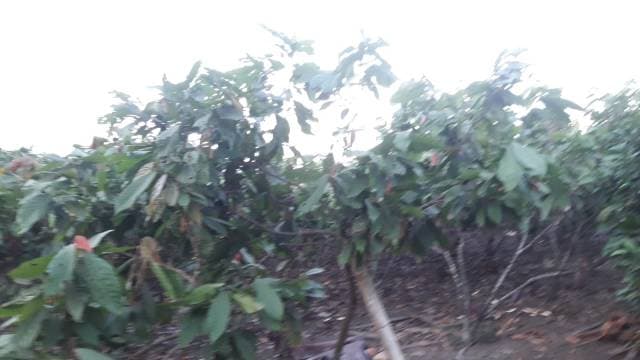 Finca ganadera maderera con manantial propio pocas elevaciones lindera con río solano - 1