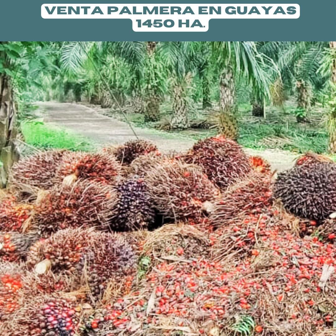 PALMERA EN VENTA 1450 HA. GUAYAS A UNA HORA DE GUAYAQUIL - 1