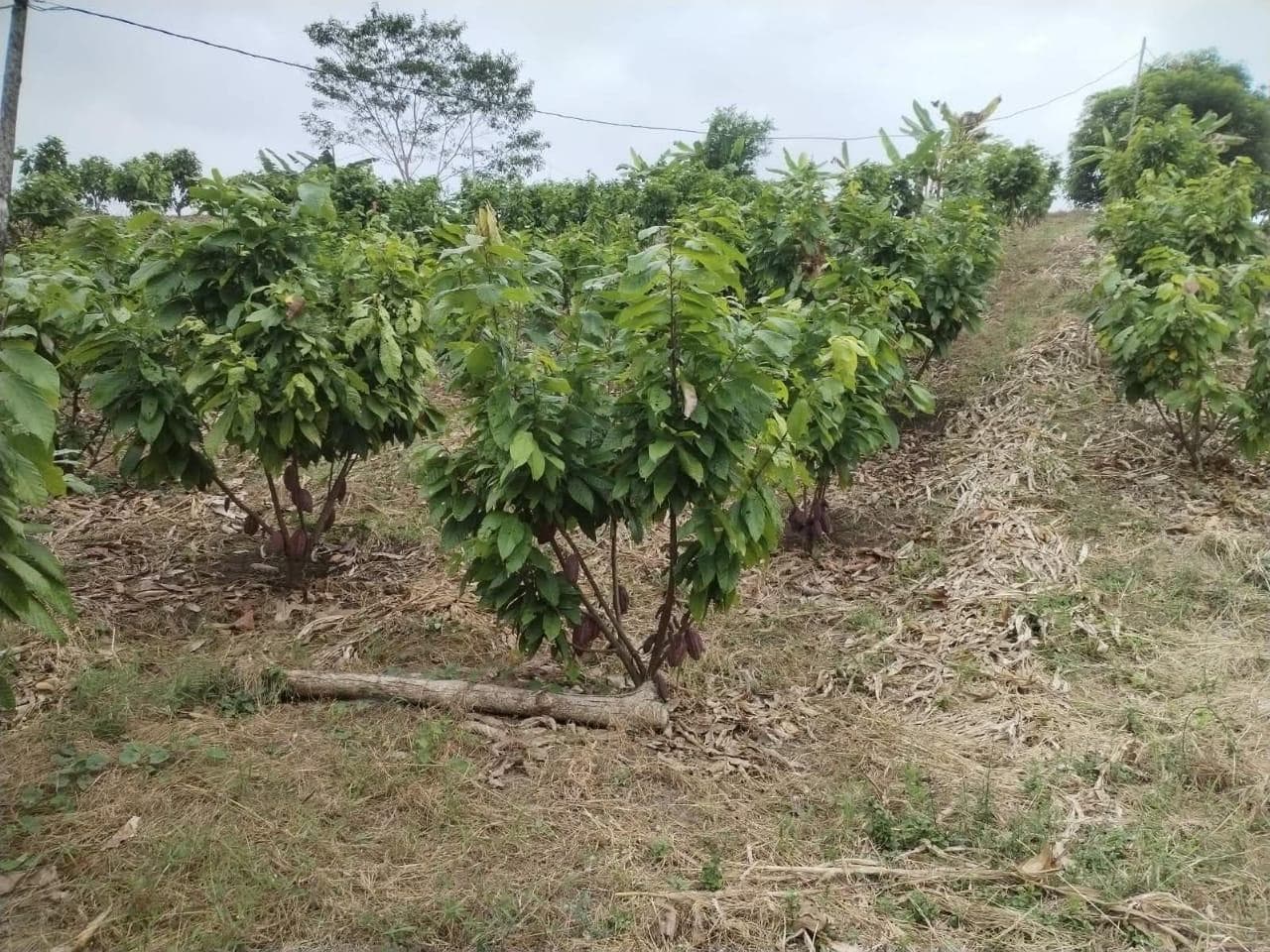 Finca en Balzar - 1