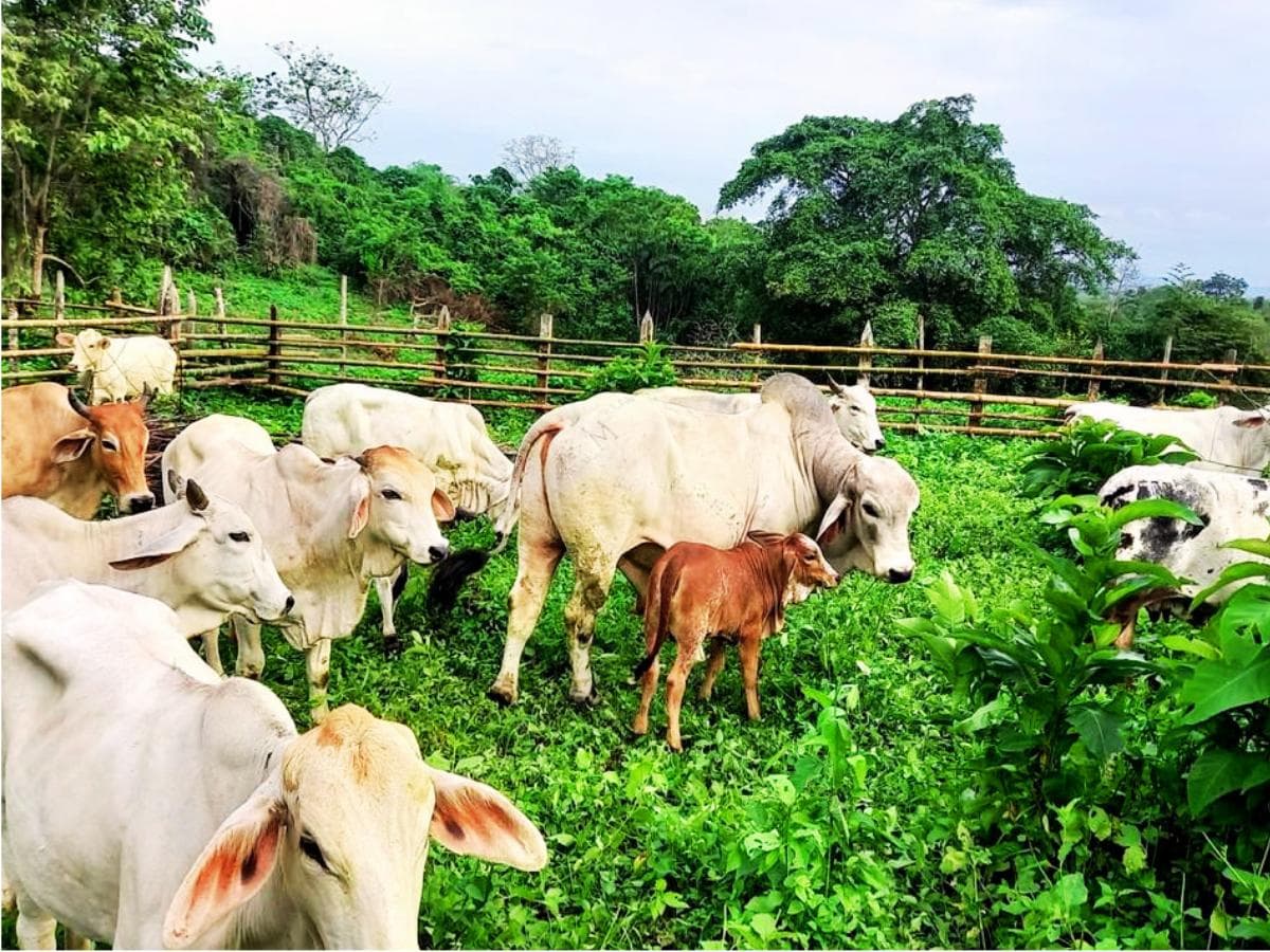 HACIENDA DE 500 HECTAREAS EN VENTA EN MANABI - 1