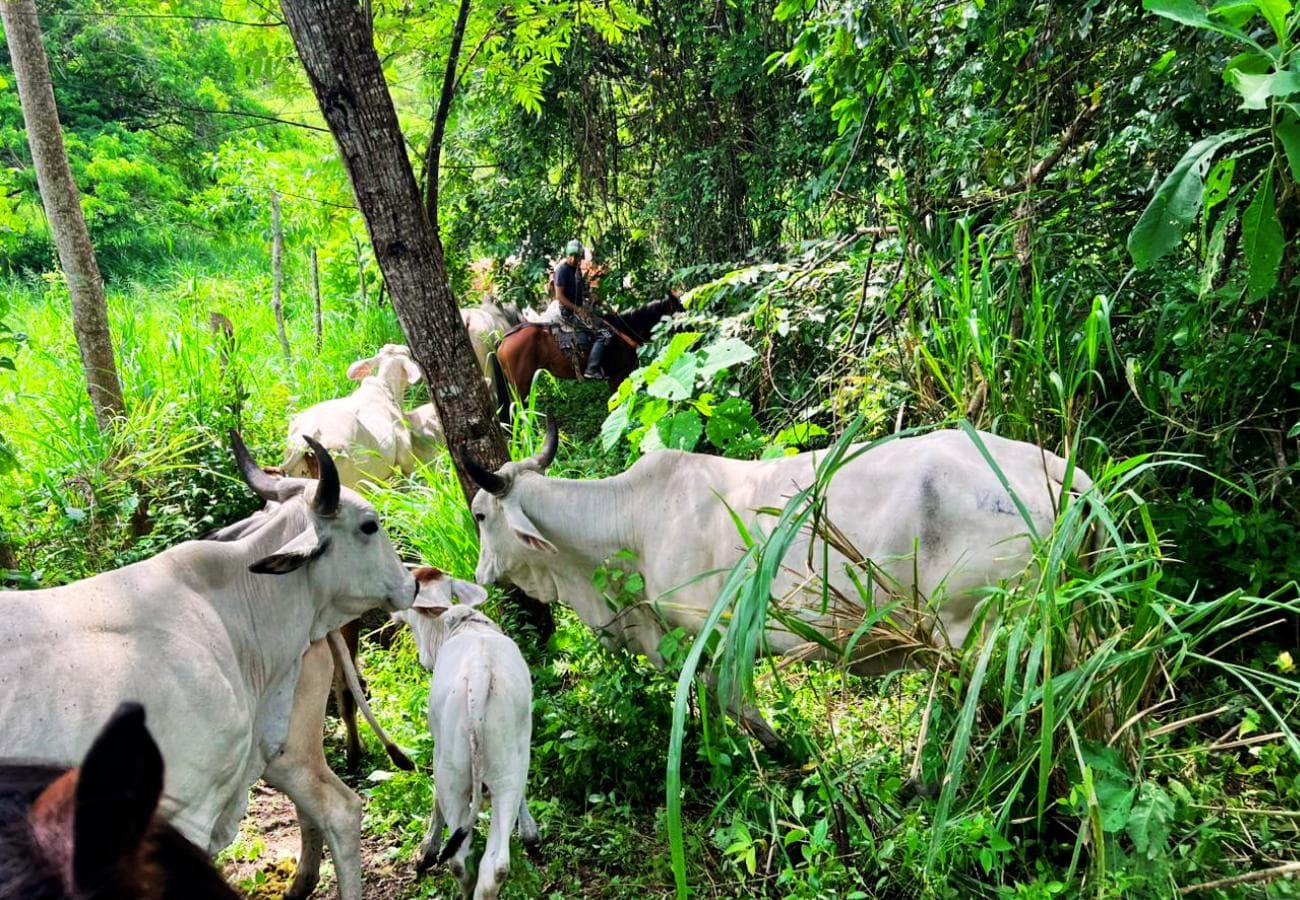 FINCA 90 HECTAREAS EN VENTA EN MANABI JIPIJAPA - 1