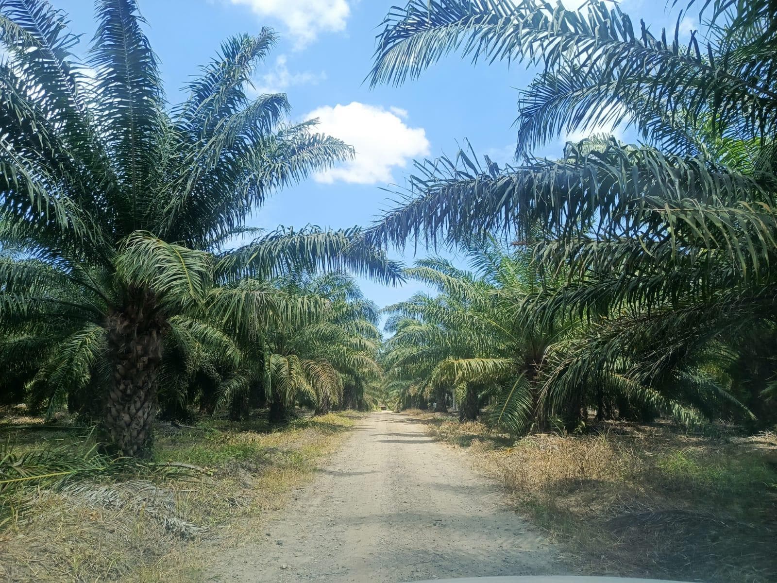 Finca de palma africana 200 has en venta Guayas - 1