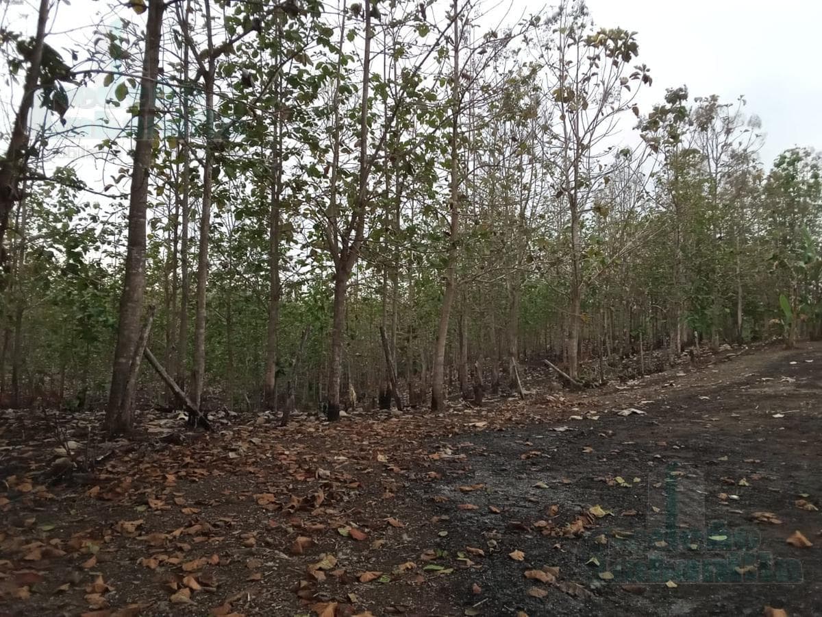 VENTA DE FINCA EN CANTÓN PALENQUE LOS RÍOS A 5KM VIA BALZAR - 1